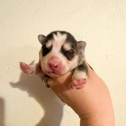 2 - Gray and white female Pomsky puppy in La Verne, California from Red Cedar Pomskies