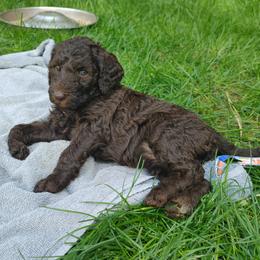 Rolo - Brown female Poodle puppy in Clayton, Washington from Short Legs & Curly Wags LLC