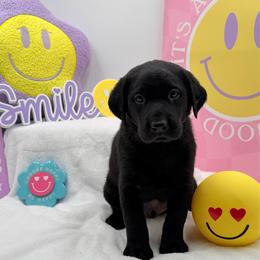 Orange - Black male Labrador Retriever puppy in Heath Springs, South Carolina from Rich Hill Retrievers