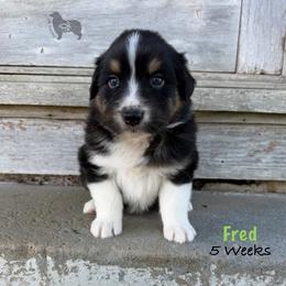 Fred - Black tri-color male Australian Shepherd puppy in El Dorado Springs, Missouri from OR Aussies