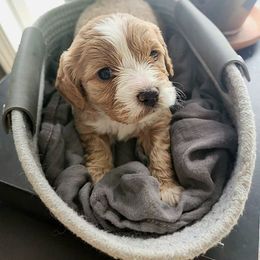 Luna - Cream Cavapoo puppy in Lima, New York from Cava Companions