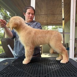 Bryn - Golden Retriever