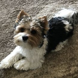 Bobby - Biewer Terrier