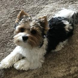 Bobby - Biewer Terrier