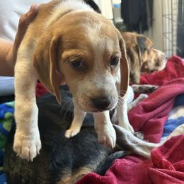 Moose - Lemon and white male Beagle puppy in East Providence, Rhode Island from Amanda's Beagles