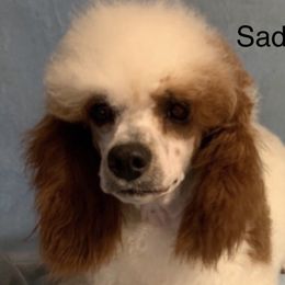 Sadie - Poodle