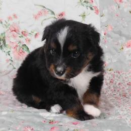 Daisy - Miniature American Shepherd puppy from Fetching Toy Aussies