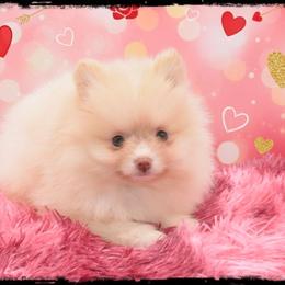 Pop - Cream male Pomeranian puppy in Cleveland, Georgia from Precious Paw Pomeranians