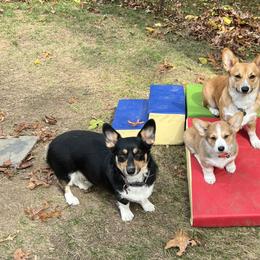 2 - Red male Pembroke Welsh Corgi puppy in Sparta, New Jersey from CrestCottage Corgis