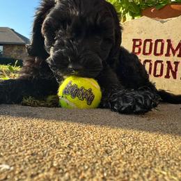Cavapoo, Cockapoo, Goldendoodle, and Maltipoo Puppies from Perdue Puppies