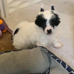 Chinese Crested Puppies from Ciao Bella Chinese Cresteds