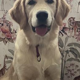 Tirza - Golden Retriever