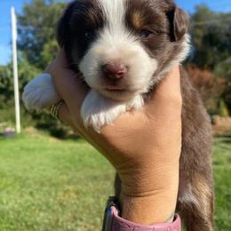 Brownie - Red tri female Miniature Australian Shepherd puppy in Sonora, California from Quarle Ranch Mini Aussies