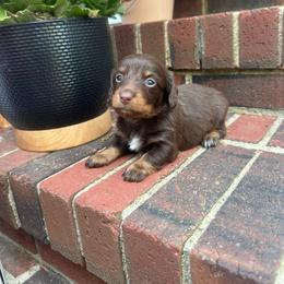Winnie - Chocolate and tan female Dachshund puppy in Burlington, North Carolina from Dachshund Meadows