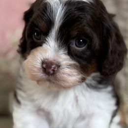 Cherish - Chocolate female Cavapoo puppy in Beckley, West Virginia from By Design Doodles