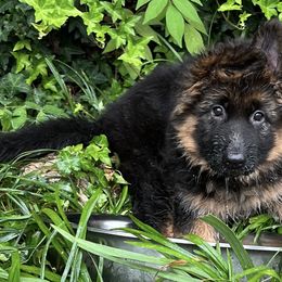 German Shepherds from Royal Pines German Shepherds