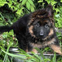 German Shepherds from Royal Pines German Shepherds
