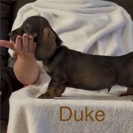 Duke - Wild boar male Dachshund puppy in Sheridan, Wyoming from Scottland Ranch Dachshunds