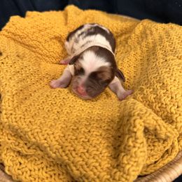 Snickerdoodle - Red merle female Miniature Australian Shepherd puppy in Clarksville, Tennessee from Southern Oak Pups