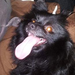 Luna - Pomeranian