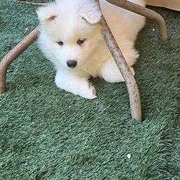 Samoyed Puppies from The Floof Brigade