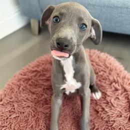 Italian Greyhound Puppies from Woofford Italian Greyhounds