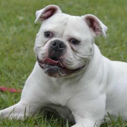 Wicked - American Bulldog