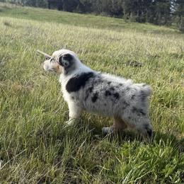 Australian Shepherd Puppies from DeVos Australian Shepherds