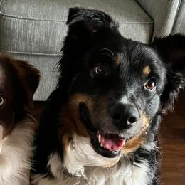 Australian Shepherds from Vineyard View Aussies