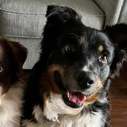 Australian Shepherds from Vineyard View Aussies