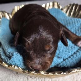 Cheddar - Brown and white male Aussiedoodle puppy in Haleyville, Alabama from The Cuddly Dood Ranch