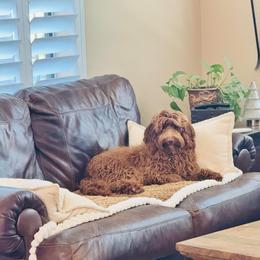 Finn - Goldendoodle