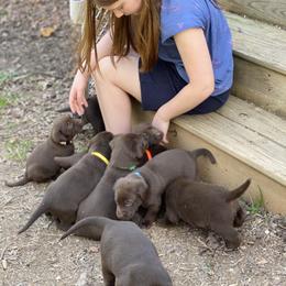 Labrador Retriever Puppies from North Star Retrievers