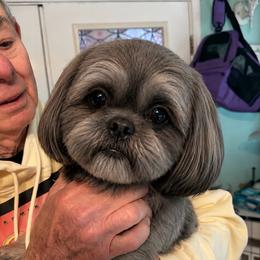 Rigby - Shih Tzu