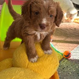 Latte (girl, Yellow collar) - Red  female Goldendoodle puppy in Guntersville, Alabama from Carefree Goldendoodles