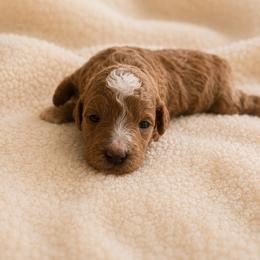 Tilly - Red  female Poodle puppy in Eckert, Colorado from High Desert Poodles