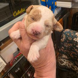 Sweet girl - Parti female Poodle puppy in Louisville, Mississippi from Cindy's Poodles