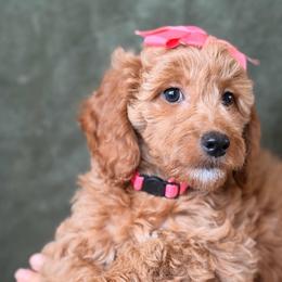 Mochi - Red  female Goldendoodle puppy in Sacramento, California from GoldenDoodle Love