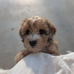 Aster - Sable male Aussiedoodle puppy in Meadville, Pennsylvania from Doodle Paws Pups