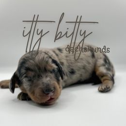 Sandy - Dapple female Dachshund puppy in Canton, Texas from Itty Bitty Dachshunds