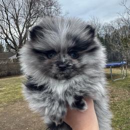 Luigi - Blue merle male Pomeranian puppy in Enfield, Connecticut from That Pom Haus