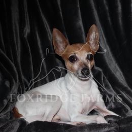 Toy Fox Terrier All Grown Up from Foxridge Farms