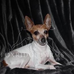 Toy Fox Terrier All Grown Up from Foxridge Farms
