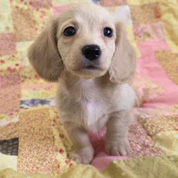 Carlee 2800 - Cream female Dachshund puppy in Gatesville, Texas from CJ's Dach Dynasty