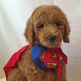 Goldendoodle and Schnoodle Puppies from Moss Creek Goldendoodles