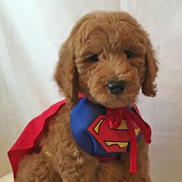 Goldendoodle and Schnoodle Puppies from Moss Creek Goldendoodles