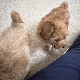 Poodle Puppies from ItalianToyPoodles