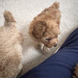 Poodle Puppies from ItalianToyPoodles