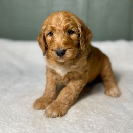 Roger - Red  male Goldendoodle puppy in Osage City, Kansas from Golden Ridge Goldens