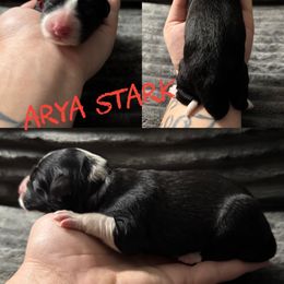 Arya - Black and white female Border Collie puppy in Sanger, California from Flying M Cactus Ranch Buddies
